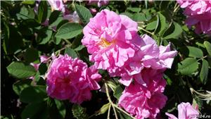 Vand plantatie de trandafiri de damasc - imagine 4