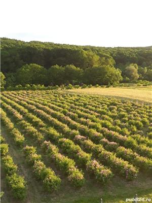 Vand plantatie de trandafiri de damasc - imagine 5