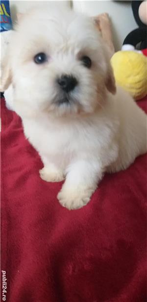 Bolonka Zwetna disponibili imediat! Contact   - imagine 3