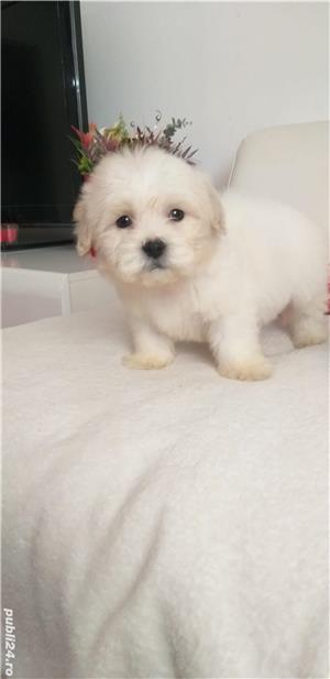 Bolonka Zwetna disponibili imediat! Contact   - imagine 2