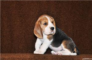 Beagle de calitate, rasa pura, 2 luni, masculi si femele - imagine 3