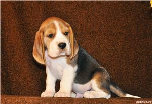 Beagle de calitate, rasa pura, 2 luni, masculi si femele - imagine 5