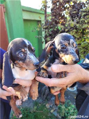 Teckel arlechin merle ciocolatiu  - imagine 2