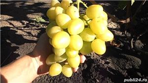 Butasi Vita De Vie Senator Alb Si Alte Soiuri In Comentariu