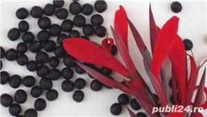 Canna indica roșu rizomi și semințe 230 cm înălțime - imagine 2