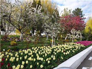 Lalele,zambile, crini, trandafiri de vanzare, platani, salcii pletoase, paulonia, nuc,tei