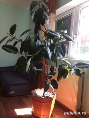 Ficus planta ornamentala - imagine 5