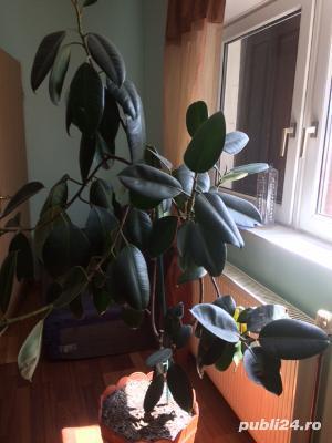 Ficus planta ornamentala - imagine 3