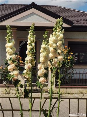 Semințe nalbă cu floare bătută pentru exterior grădină - imagine 3