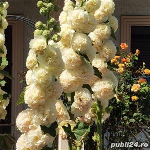 Semințe nalbă cu floare bătută pentru exterior grădină - imagine 4