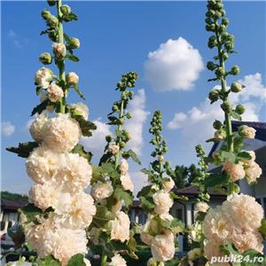 Semințe nalbă cu floare bătută pentru exterior grădină - imagine 2