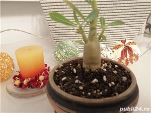 Bonsai Trandafir de deșert 6 luni, 1 an și 1 an și jumătate - imagine 4