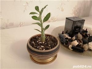 Bonsai Trandafir de deșert 6 luni, 1 an și 1 an și jumătate - imagine 3