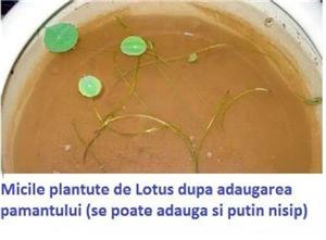 Patru 4 tipuri seminte Lotus - roz, alb, albastru, roșu - imagine 6