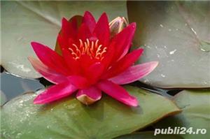 Patru 4 tipuri seminte Lotus - roz, alb, albastru, roșu - imagine 3