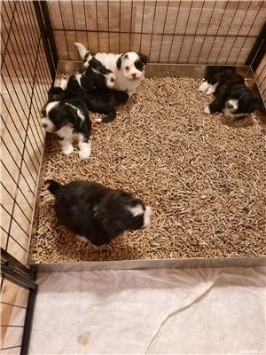 bichon havanez cu pedigree - imagine 5