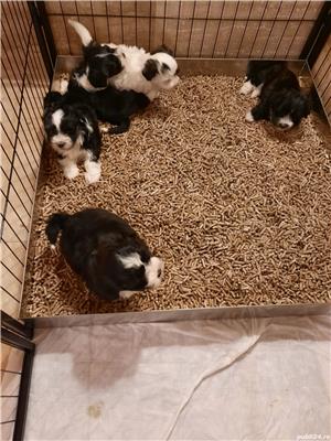 bichon havanez cu pedigree - imagine 2