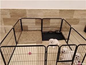 bichon frise cu pedigree - imagine 6