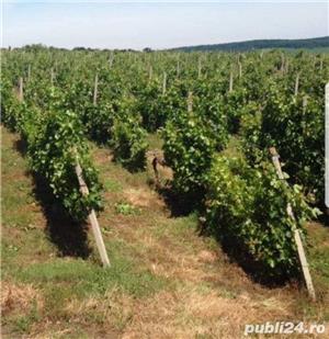 Vând 2 terenuri intravilane în comuna Smulți.