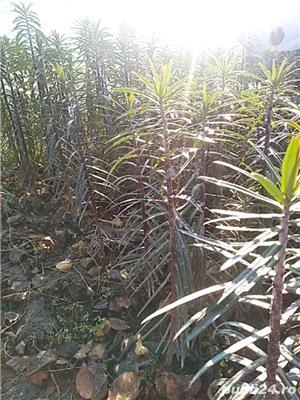 plante inpotriva cartitelor bio - imagine 8