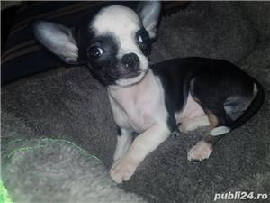 Vand chihuahua - imagine 9