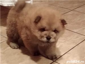 vand chow chow!! - imagine 4