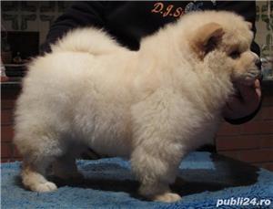 vand chow chow!! - imagine 5