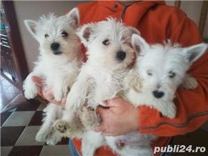 Vand westie - imagine 5 Vand westie - imagine 5
