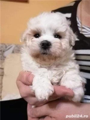 bichon bolognese - imagine 2