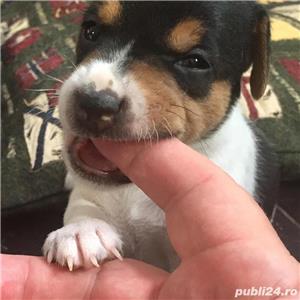 jack russel/russell terrier - imagine 2