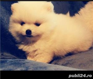 Vand spitz pomeranian - imagine 2
