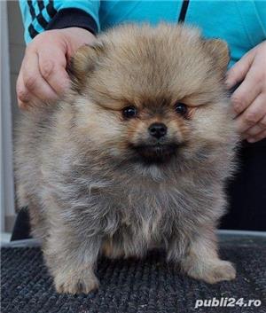 Vand spitz pomeranian