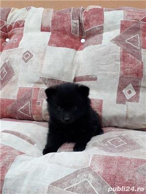 Vand spitz pomeranian - imagine 3