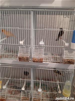 vand canari fete si baieti 2024 si 2025 - imagine 2 vand canari fete si baieti 2024 si 2025 - imagine 2