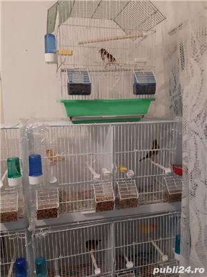 vand canari fete si baieti 2024 si 2025 - imagine 3 vand canari fete si baieti 2024 si 2025 - imagine 3