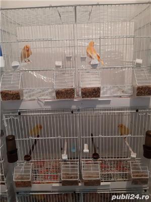 vand canari fete si baieti 2024 si 2025 - imagine 5 vand canari fete si baieti 2024 si 2025 - imagine 5