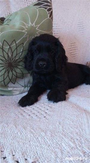 Vand cocker coker  - imagine 5 Vand cocker coker  - imagine 5