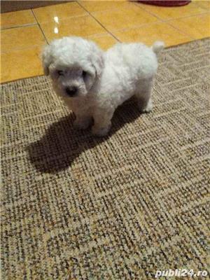 bichon frise