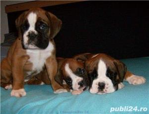 Vand boxer german  - imagine 5