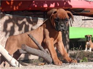 Vand boxer german  - imagine 4