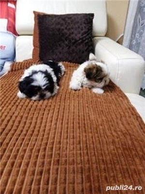 shih tzu shih-tzu - imagine 7 shih tzu shih-tzu - imagine 7