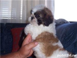 shih tzu shih-tzu - imagine 6 shih tzu shih-tzu - imagine 6
