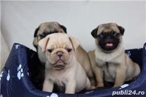mops/pug - imagine 7