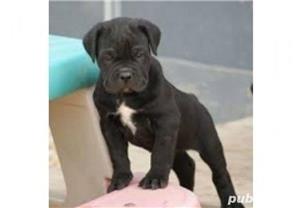 Vand cane corso!! - imagine 2