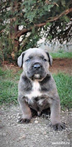 Vand cane corso!! - imagine 1