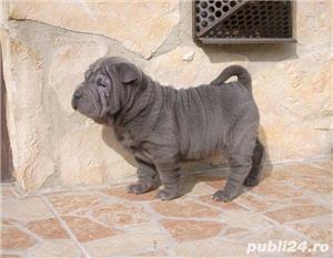 Shar-pei femele si masculi - imagine 2