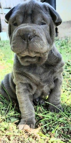 Shar-pei femele si masculi - imagine 3