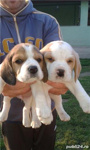 Vand beagle!! - imagine 2