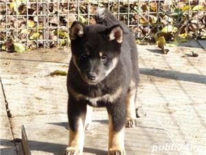 Vand shiba inu  - imagine 2 Vand shiba inu  - imagine 2