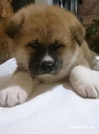 Vand akita inu japonez!! - imagine 8 Vand akita inu japonez!! - imagine 8